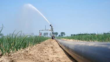 droogte uien beregening