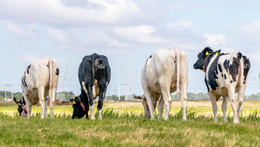 veehouderij melkveebedrijf jongvee