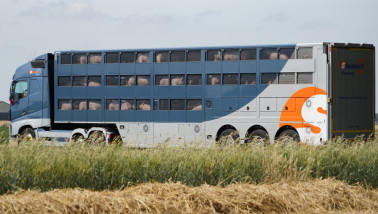 varkenstransport Schuttert varkens - agri varkens