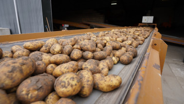 aardappelen inschuren