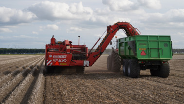 aardappeloogst rooien aardappelrooier