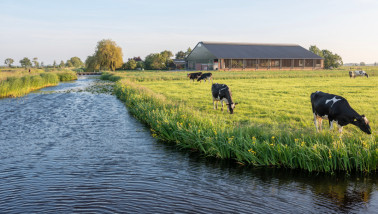 melkveebedrijf koeien