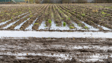 aardappelen waterschade