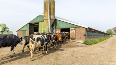 melkveebedrijf koeien koeienstal