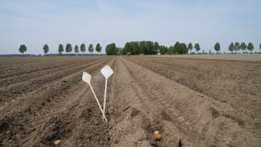 aardappelperceel aardappelen poten