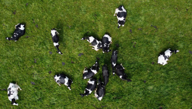 koeien luchtfoto