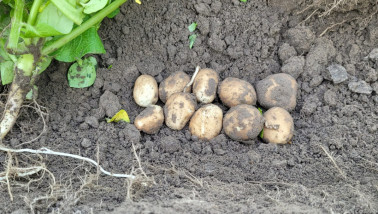 aardappelen Gewastour 2024