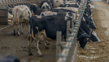 melkveebedrijf koeien koeienstal