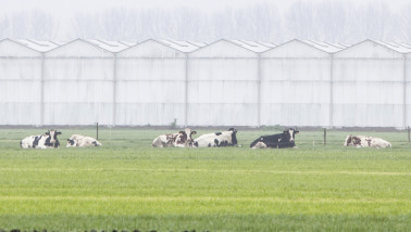 koeien weidegang glastuinbouw