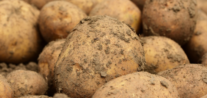 aardappelen bewaring akkerbouw aardappeloogst aardappelbewaring