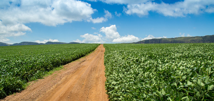 brazilie soja - agri