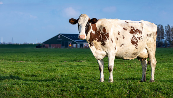 melkveebedrijf koeien