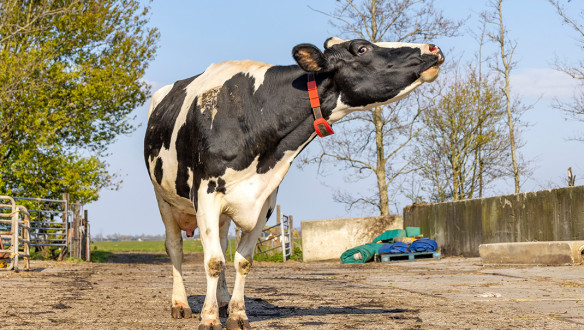 melkveebedrijf koeien