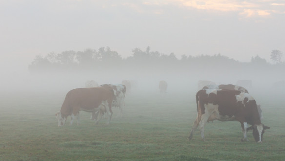 koeien mist herfst