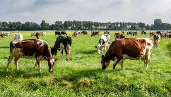 melkveebedrijf koeien weidegang