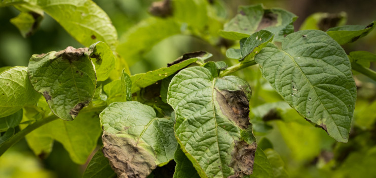 EU international locations sound the alarm: phytophthora strikes – Potato Information