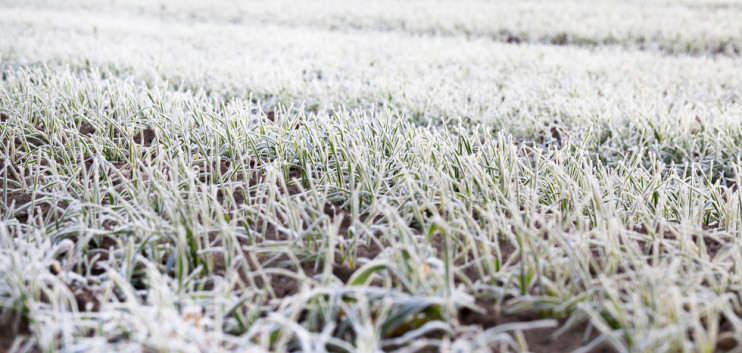 The Coming Winter Affects Arable Markets - Inside Arable Farming 