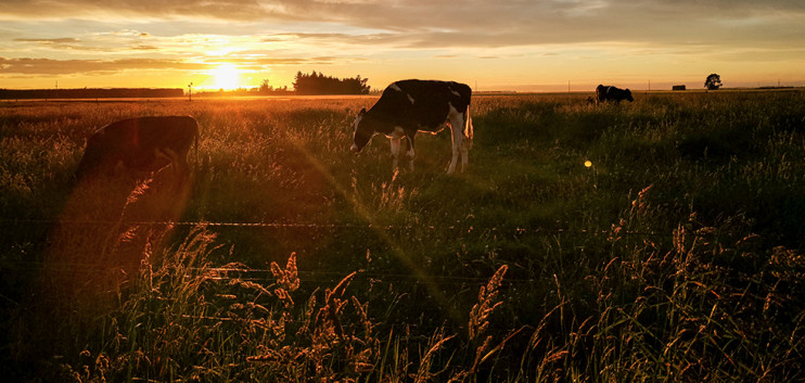 Low milk in New Zealand during tail season – News Milk