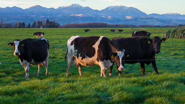 New Zealand dairy farmers need to be more sustainable – Dairy News