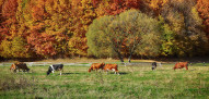 koeien Verenigde Staten herfst