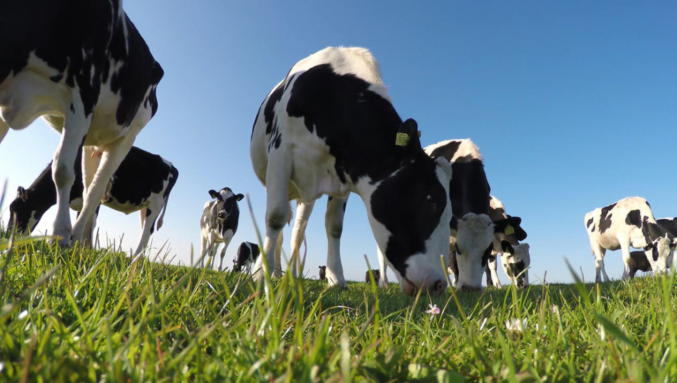 Nederlandse Melkaanvoer Komt Terug Van Forse Daling Inside Melk Boerenbusiness Nl